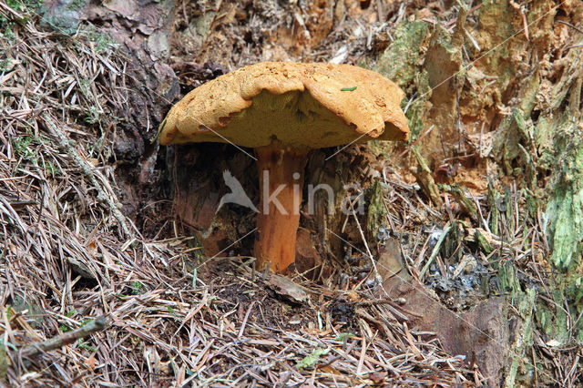 Houtboleet (Pulveroboletus lignicola)