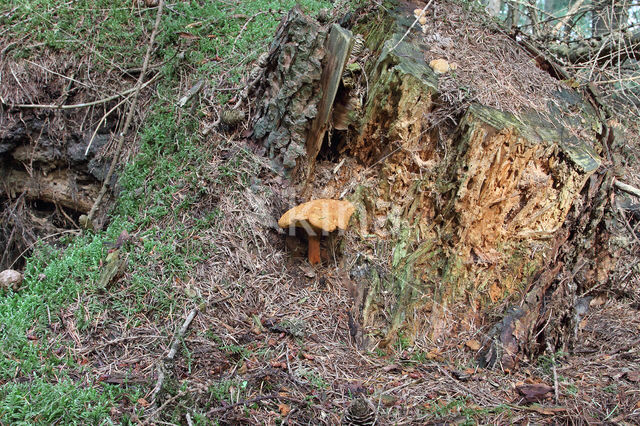 Pulveroboletus lignicola