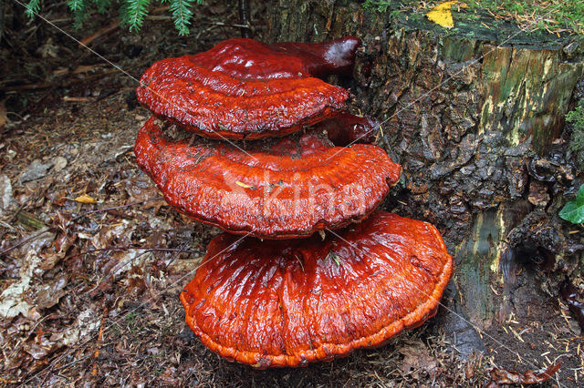 Gesteelde lakzwam (Ganoderma lucidum)