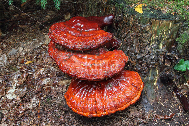 Gesteelde lakzwam (Ganoderma lucidum)