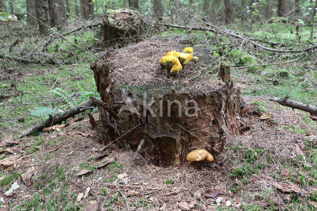 Pulveroboletus lignicola