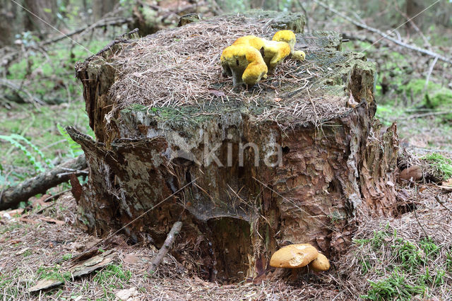 Houtboleet (Pulveroboletus lignicola)