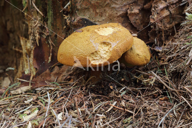 Houtboleet (Pulveroboletus lignicola)