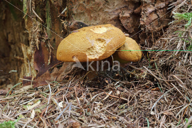 Pulveroboletus lignicola