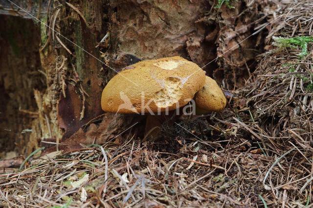 Houtboleet (Pulveroboletus lignicola)