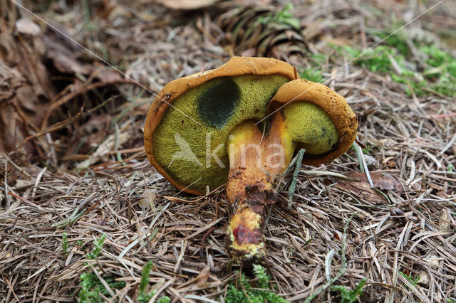 Pulveroboletus lignicola