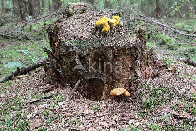 Houtboleet (Pulveroboletus lignicola)