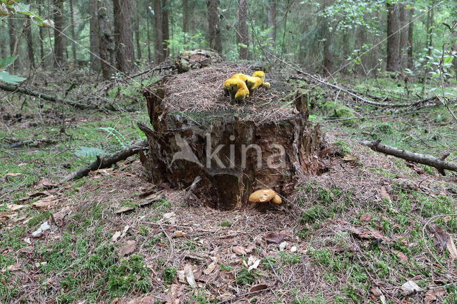 Houtboleet (Pulveroboletus lignicola)