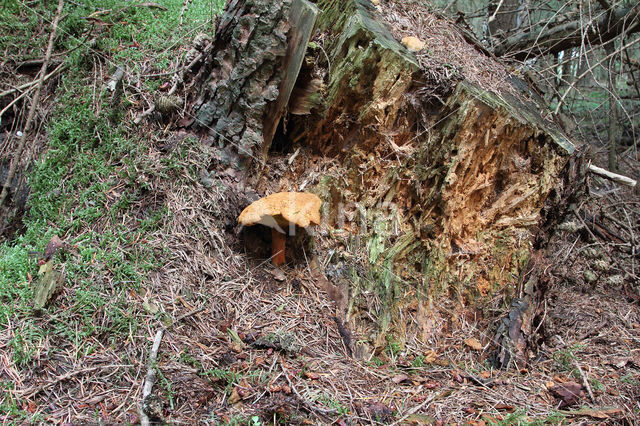 Houtboleet (Pulveroboletus lignicola)