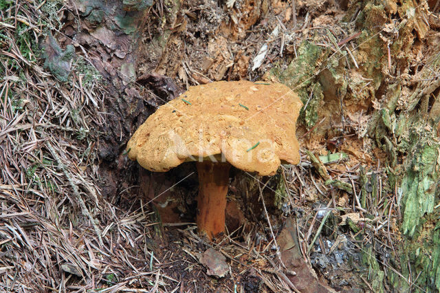 Pulveroboletus lignicola