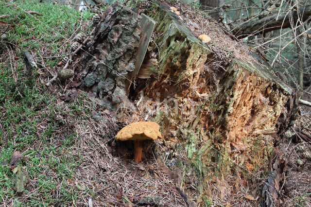 Houtboleet (Pulveroboletus lignicola)