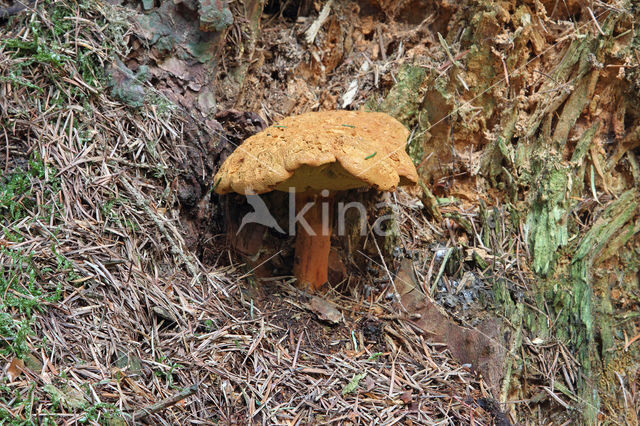 Houtboleet (Pulveroboletus lignicola)