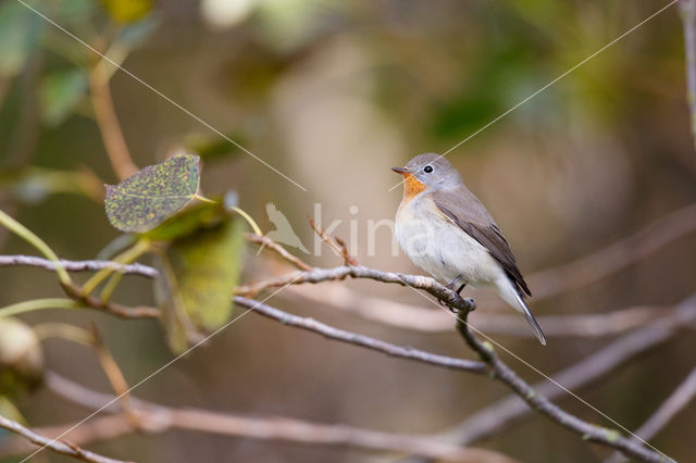 Red-breasted Flycatcher (Ficedula parva)