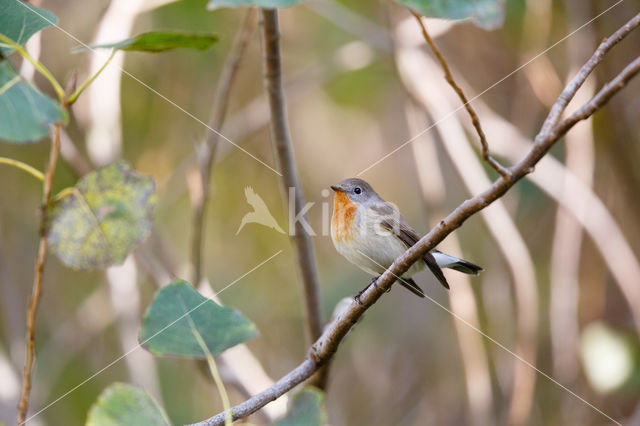 Red-breasted Flycatcher (Ficedula parva)