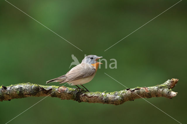 Red-breasted Flycatcher (Ficedula parva)