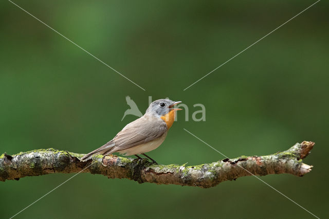 Red-breasted Flycatcher (Ficedula parva)