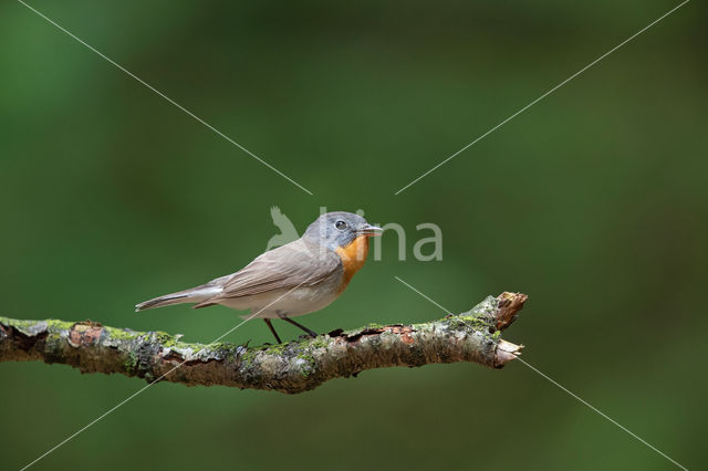 Red-breasted Flycatcher (Ficedula parva)