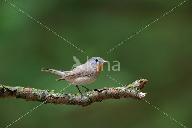 Red-breasted Flycatcher (Ficedula parva)