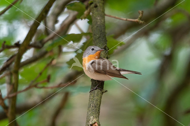 Red-breasted Flycatcher (Ficedula parva)