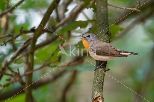 Red-breasted Flycatcher (Ficedula parva)