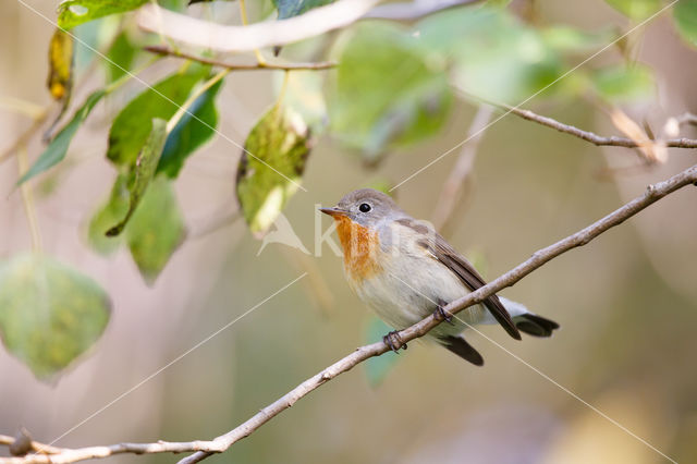 Red-breasted Flycatcher (Ficedula parva)