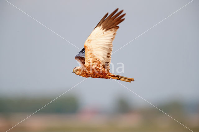 Bruine Kiekendief (Circus aeruginosus)