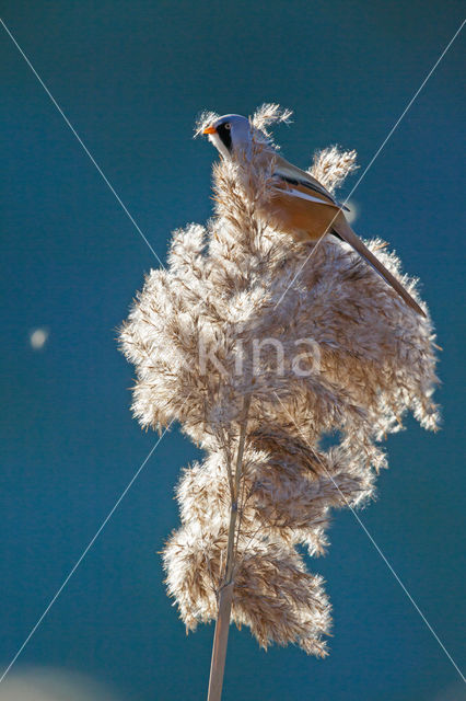 Bearded Reedling (Panurus biarmicus)