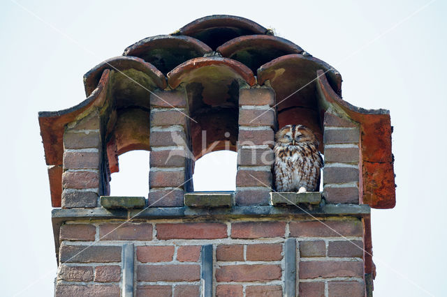 Tawny Owl (Strix aluco)