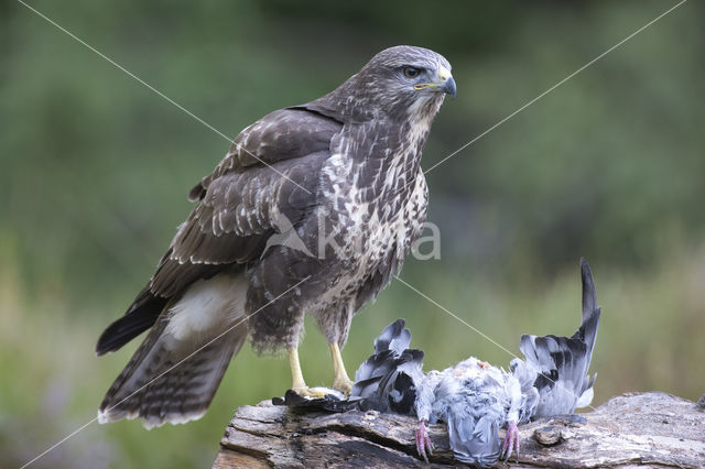 Common Buzzard (Buteo buteo)