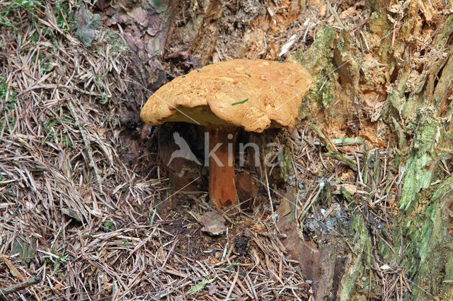 Houtboleet (Pulveroboletus lignicola)