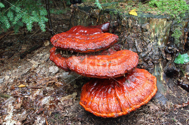 Gesteelde lakzwam (Ganoderma lucidum)