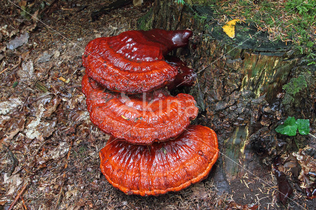 Gesteelde lakzwam (Ganoderma lucidum)