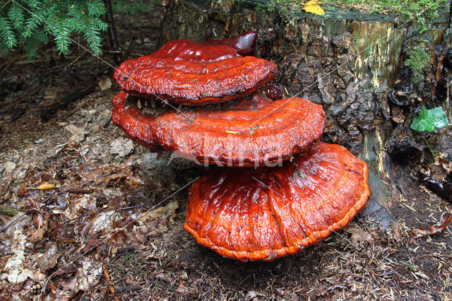 Gesteelde lakzwam (Ganoderma lucidum)