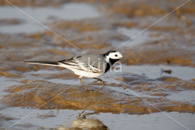 Witte Kwikstaart (Motacilla alba)