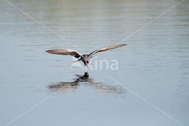 Black Tern (Chlidonias niger)