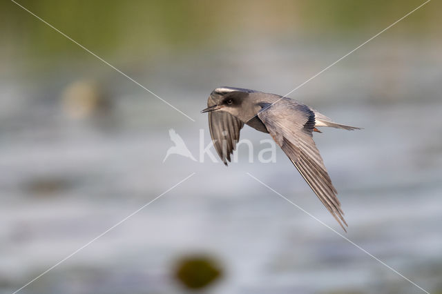 Black Tern (Chlidonias niger)