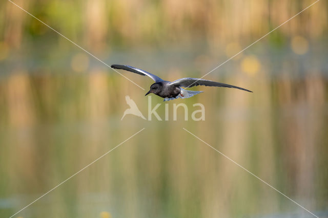 Black Tern (Chlidonias niger)