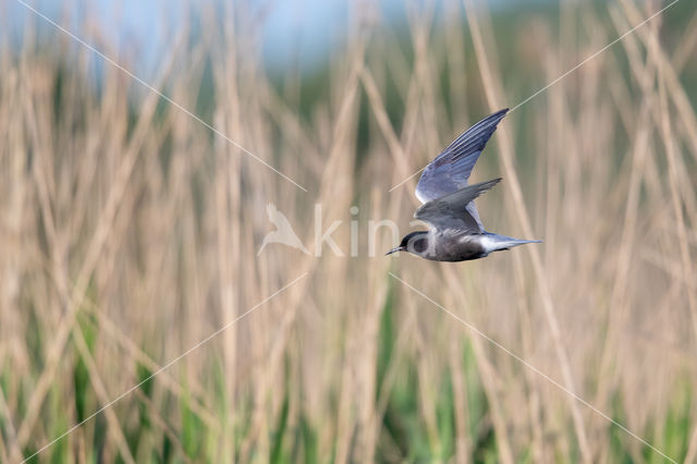 Black Tern (Chlidonias niger)