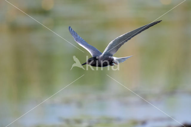 Black Tern (Chlidonias niger)