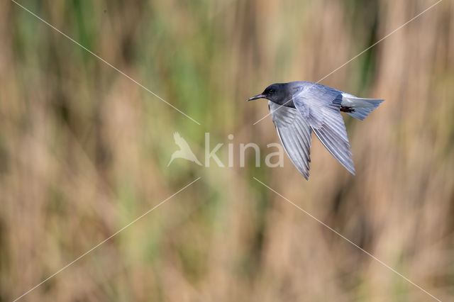 Black Tern (Chlidonias niger)