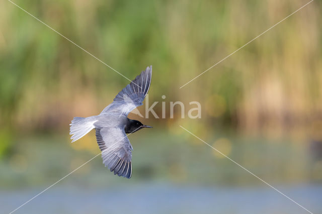 Zwarte Stern (Chlidonias niger)