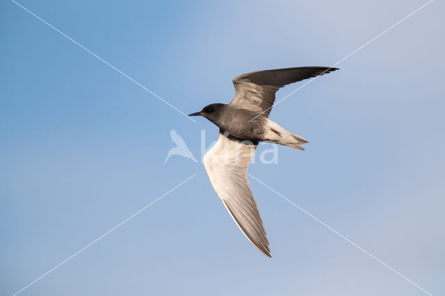 Black Tern (Chlidonias niger)