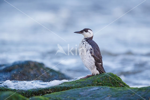 Guillemot