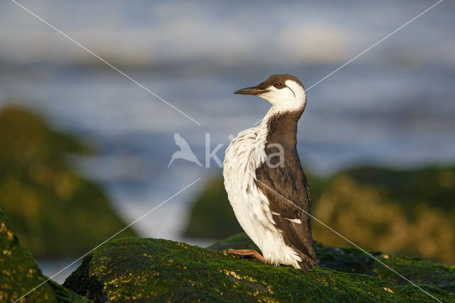 Guillemot