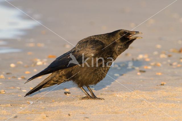 Zwarte Kraai (Corvus corone)