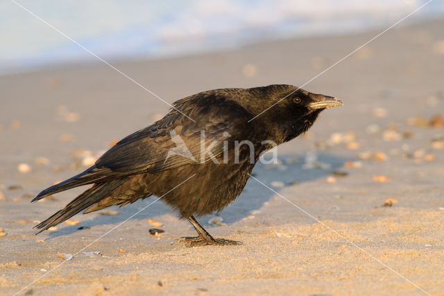 Zwarte Kraai (Corvus corone)