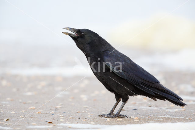 Zwarte Kraai (Corvus corone)