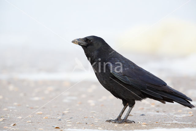 Zwarte Kraai (Corvus corone)