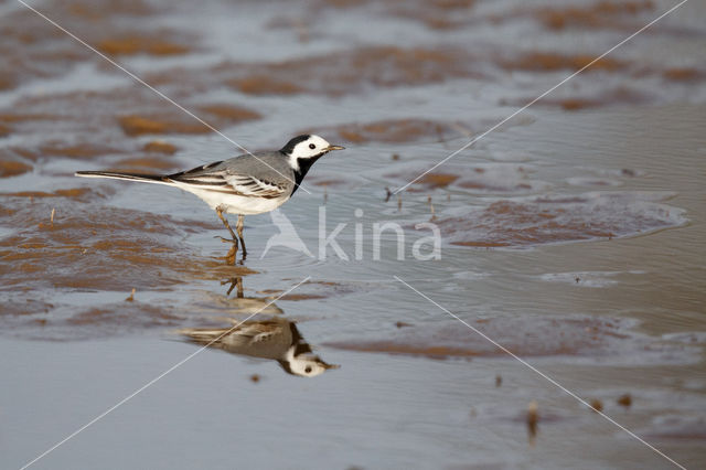 White Wagtail (Motacilla alba)