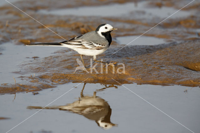 Witte Kwikstaart (Motacilla alba)